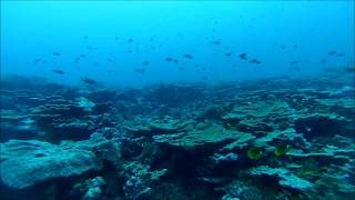 Diving Megajacks site at Palmyra Atoll [upl. by Elvira822]