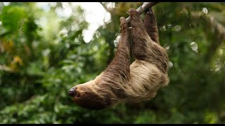 Daily Dose of Nature  Destination Diversity Ecosystems of the Peruvian Amazon amp Andes [upl. by Nomyaw]