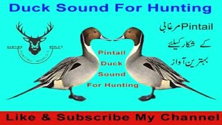 pintail duck hunting call [upl. by Maryann]