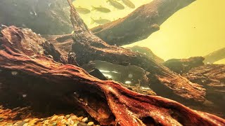 BIOTOPE AQUARIUM STEP BY STEP AQUASCAPE TUTORIAL AquaticHabitatsBook [upl. by Siberson]