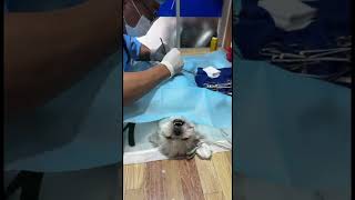 dog spaying and antibiotic for pain killer [upl. by Afinom704]