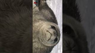 quotMesmerizing Secrets of Weddell Seal Vocals Revealed You Wont Believe Your Earsquotweddellsealvocal [upl. by Terrene]