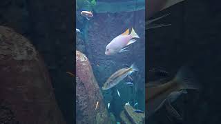 Lake Malawi Cichlids [upl. by Adela]