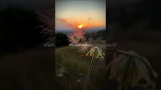 dandelions edit lyrics dandelions edits short [upl. by Ardnoik]