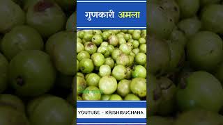 गुणकारी अमला  Gooseberry  Amala  Pani Amala krishisuchana organicfarming krishi fruits [upl. by Lrigybab]