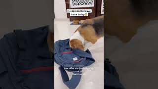 He is looking a new home dog look home doglover trending shortsvideo [upl. by Mayyahk]