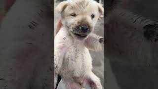 From pain to joyA puppy’s journey to a happy home puppy shorts healing animals [upl. by Redle]