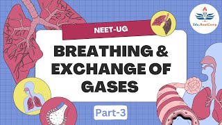 Breathing and Exchange Part3 Alveoli Pharynx amp Larynx zoology biology neet science [upl. by Yrreb698]