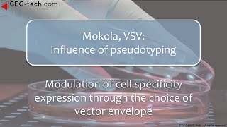 VSV Mokola Influence of pseudotyping in lentiviral vectors expriments [upl. by Anihcak676]