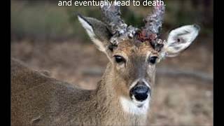 quotZombiequot Deer Disease CWD Explained [upl. by Donna]