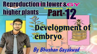 development of embryo class 12th  part 12 reproduction in lower and higher plants [upl. by Gabriello]