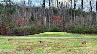 Golf and Deer at Grayson Lake Golf Course [upl. by Htevi995]