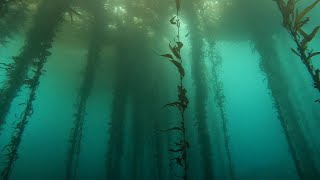 Scuba Dive the Kelp Forest of Point Lobos State Natural Reserve California [upl. by Takakura644]