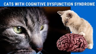 How to Deal with Cognitive Disorders in Cats [upl. by Aicilra794]