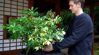 DIY Hawaiian umbrella bonsai [upl. by Wisnicki]