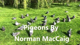 Pigeons By Norman MacCaig [upl. by Lat879]