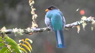 Hispaniolan Trogon [upl. by Hauhsoj]