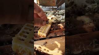 How Beekeepers Trick the Hive into Accepting a New Queen watch till the end shorts [upl. by Cohbert721]