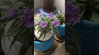 petunia flower plant newsong music trendingshorts [upl. by Annodal]