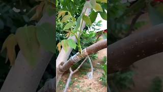 Ped ki Kalam bandhne ka sabse aasan aur saral tarika 🌱khedut plantgrafting tree shorts trend [upl. by Aicinat374]