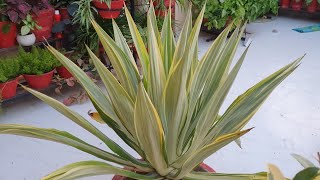 Oldest Plant in My Garden  Furcraea  How to Grow and Care Furcraea Plant  Fun Gardening [upl. by Aenat]