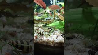 aquarium whitecloudminnows pearling plants [upl. by Jorie]