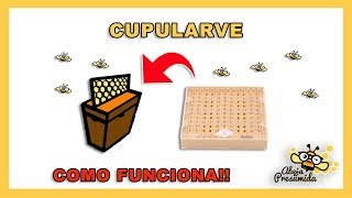 CUPULARVE  Como funciona 🐝🧡🎥 [upl. by Beauregard]