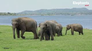 Wild Elephants Gather at Minneriya Reservoir A Spectacular Sight Elephant soul [upl. by Sima856]