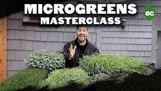 How to Grow Microgreens from Start to Finish COMPLETE GUIDE [upl. by Anawat558]