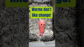 Worm Bin Tip Worms dont like change [upl. by Krug]