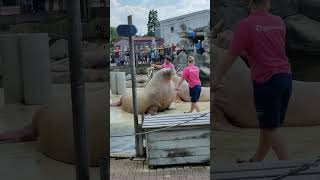 Dolfinarium Video3 Harderwijk Netherlands [upl. by Aerbma]