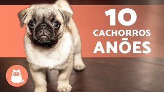 10 RAÇAS DE CACHORROS ANÕES 🐶🐾 [upl. by Jared]