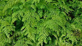 Himalayan Maidenhair Fern Adiantum venustum [upl. by Starkey807]