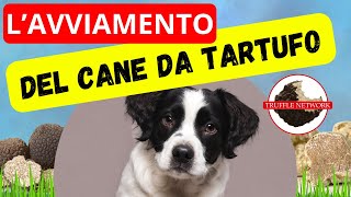 CANE DA TARTUFO  I PRIMI PASSI [upl. by Artenal]