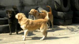 Dog Fights thailand [upl. by Navarro]