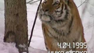 Встречи с тигром 5 Siberian Tiger attack The Man [upl. by Sewellyn]