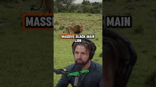 Tracking a Massive Lion with Forrest Galante  Joe Rogan Experience shorts jre joerogan [upl. by Adnola]