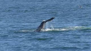 Whale tail flaps seen from our backyard [upl. by Ahsinan]