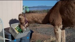 Camels really hate bins [upl. by Eugenie907]