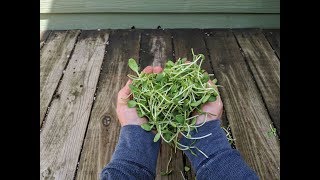 GROWING MICROGREENS  Everything You Need to Know [upl. by Noby314]