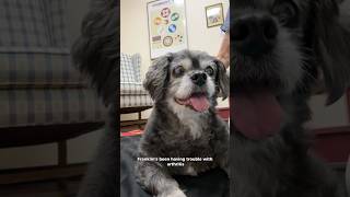 Franklin’s Arthritis Week 1 Acupuncture Update seniordog [upl. by Sal720]