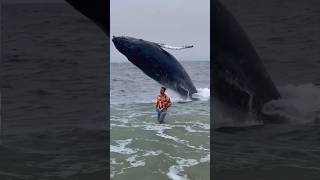 Incredible Breach of Whales extremely close to this man [upl. by Harts]