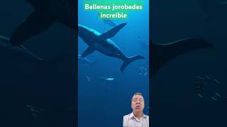 BALLENA JOROBADA EN SU HÁBITATballenajorobada animales [upl. by Best]