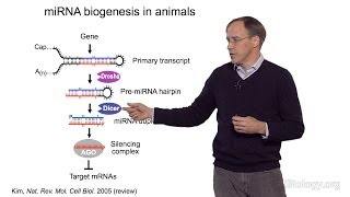 David Bartel Whitehead InstituteMITHHMI Part 1 MicroRNAs Introduction to MicroRNAs [upl. by Mauretta]