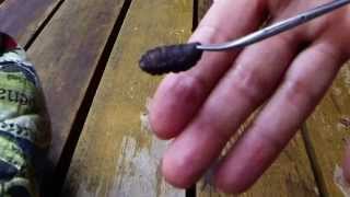 Huge Botfly Maggot Removed From A Chipmunk Cuterebra Larva [upl. by Napoleon105]