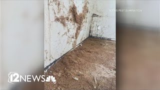 These bed bug infestations in Arizona are the stuff of nightmares [upl. by Edlyn]