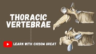 THE THORACIC VERTEBRAE [upl. by Averyl]