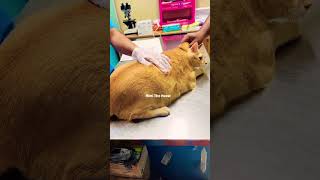 medicine checking Cat ❗💥 ringtone bgm sad catshorts cat mewo cuteanimal catlover cutecat [upl. by Eerrehc]