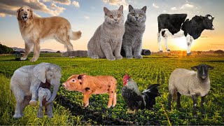 Animal moments Dog Cat Pig Chicken Cow Sheep Animals Shih [upl. by Marquita878]