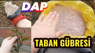 TABAN GÜBRESİ  DAP  Meyve Ağaçları İçin Taban Gübresi Uygulaması [upl. by Schonfeld324]